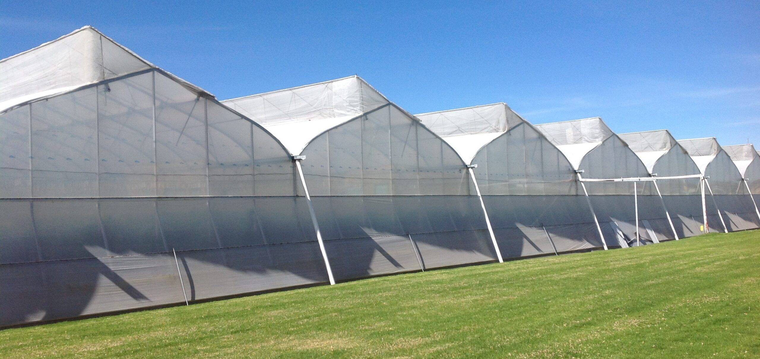 arrigoni-agrotextiles-eima-BIORETE-AIR-PLUS|BIORETE AIR PLUS TOMATO|PRISMA LDF TOMATO - PUGLIA ON TUNNEL (4)|PRISMA LDF POMODORO PUGLIA ON TUNNEL (1)